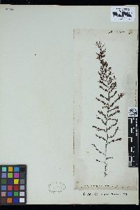 Sargassum asperifolium image