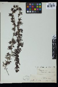 Sargassum subrepandum image
