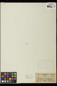 Dictyosphaerium ehrenbergianum image