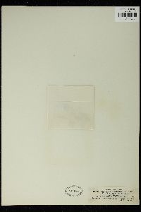 Spirogyra tenuissima image