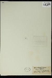 Staurastrum furcatum image