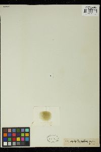 Chlorella miniata image
