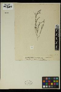 Sphacelaria bertiana image