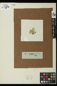 Bryopsis arbuscula image