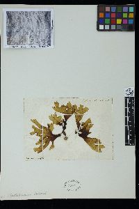 Spatoglossum solieri image