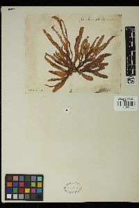 Punctaria plantaginea image