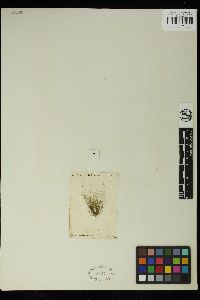 Spirogyra porticalis image