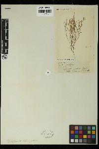 Stilophora tenella image