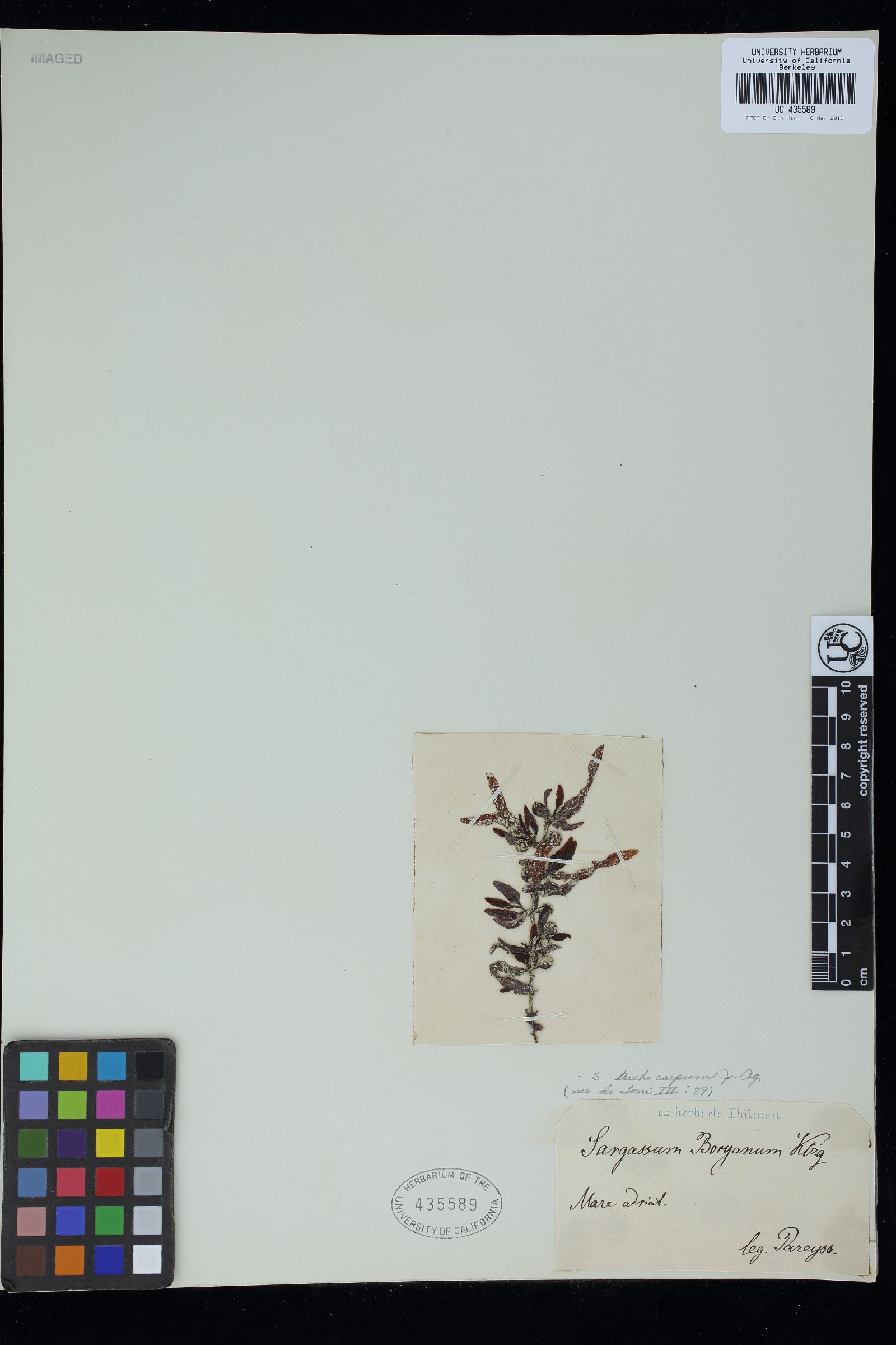 Sargassum trichocarpum image