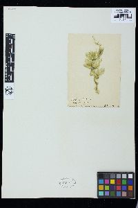 Derbesia tenuissima image