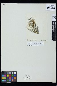 Cladophora flagelliformis image
