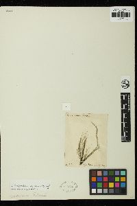 Cladophora capensis image