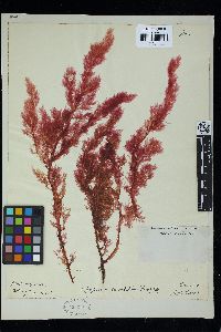 Hypoglossum harveyanum image