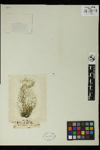 Spirogyra setiformis image