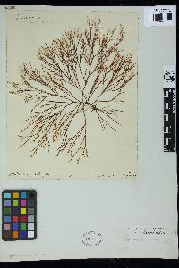 Gracilaria corniculata image
