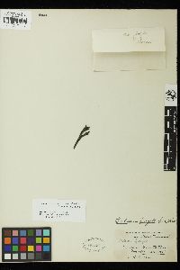 Codium fragile subsp. novae-zelandiae image