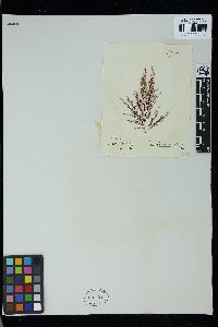 Polysiphonia flocculosa image