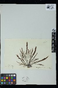 Boergeseniella thuyoides image