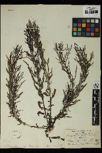 Sargassum patens image