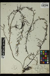 Sargassum patens image