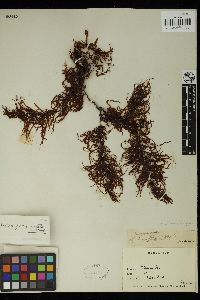 Sargassum distichum image