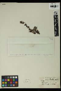 Image of Sargassum densifolium