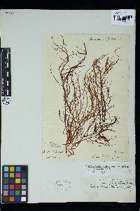 Helminthocladia australis image