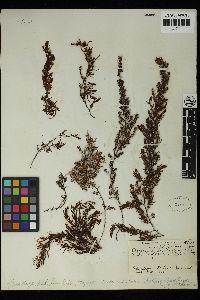 Sargassum dentifolium image