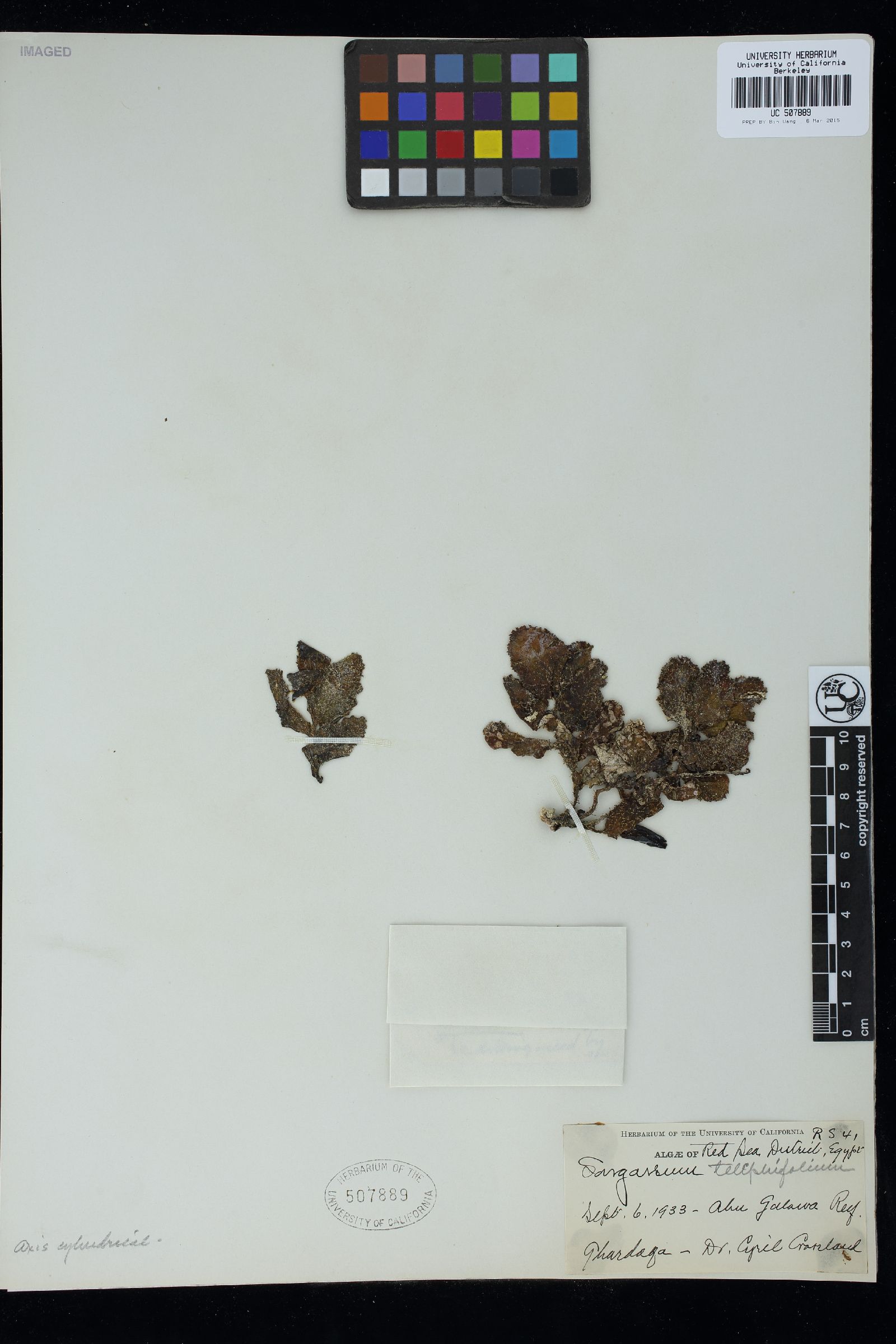 Sargassum telephifolium image