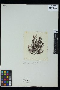 Polysiphonia nigra image