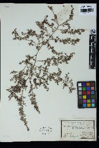 Image of Sargassum herklotsii