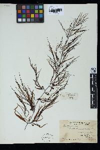 Sargassum henslowianum image