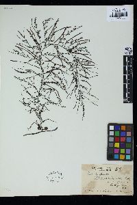 Sargassum henslowianum image