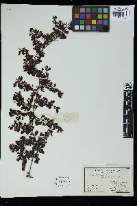 Image of Sargassum grevillei