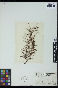Sargassum cervicorne image