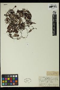 Image of Sargassum brevifolium
