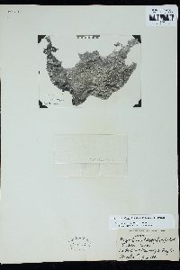 Gigartina skottsbergii image