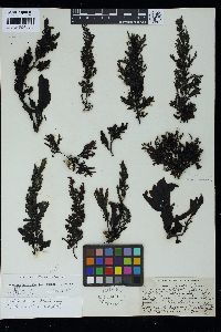 Sargassum incisifolium image