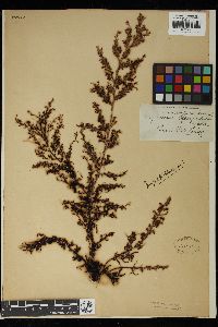 Sargassum leptopodum image
