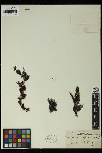 Sargassum leptopodum image