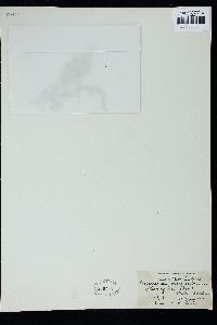 Phyllotricha verruculosa image