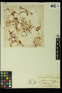 Callophyllis angustifrons image
