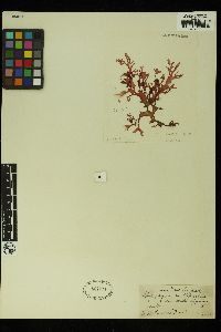 Rhodophyllis multipartita image