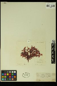 Callophyllis decumbens image