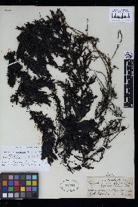 Sargassum incisifolium image