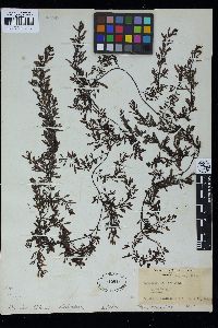 Sargassum mcclurei image