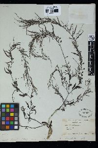Sargassum henslowianum image