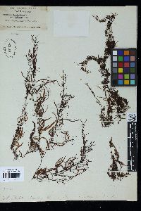 Sargassum henslowianum image