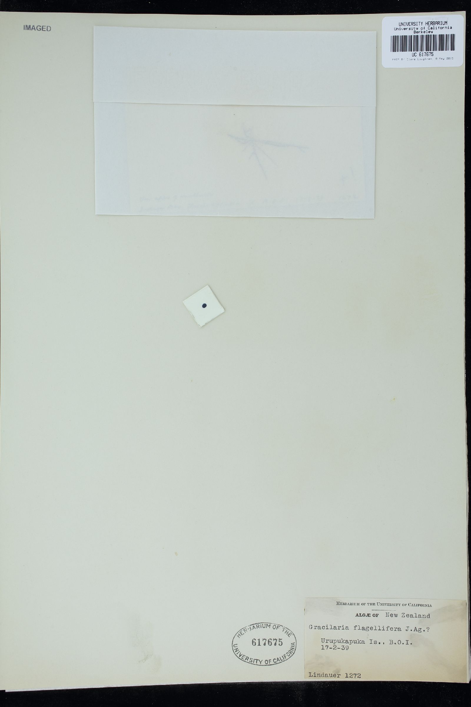 Gracilaria secundata f. flagellifera image