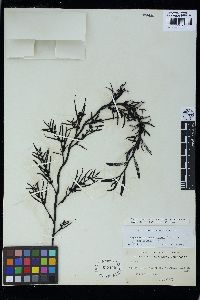 Carpophyllum angustifolium image